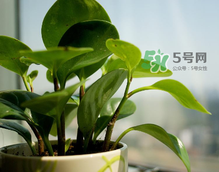 什么東西防輻射最好？在孕期什么東西能放輻射？