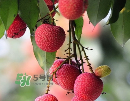 岵山荔枝一般幾月成熟？岵山荔枝什么時候上市