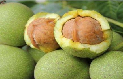 青皮核桃貴還是買去皮的貴？青皮核桃種植方法