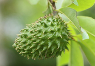 刺果番荔枝怎么吃？釋迦和刺果番荔枝區(qū)別