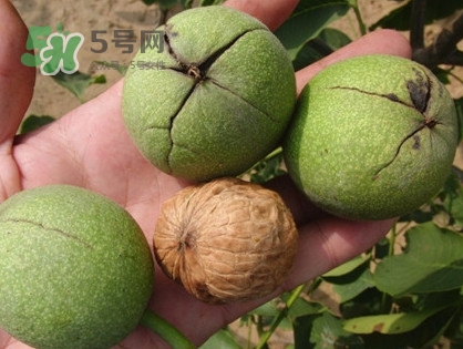 青皮核桃哪里有賣？哪里可以買到青皮核桃