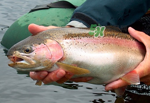 鱒魚可以生吃嗎？鱒魚是海魚還是淡水魚
