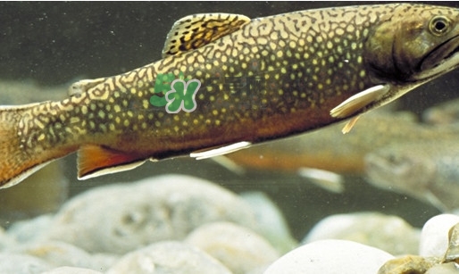 鱒魚(yú)怎么讀？鱒魚(yú)怎么做好吃