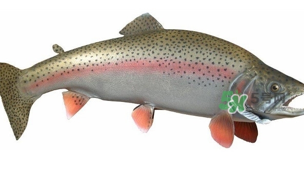 鱒魚是三文魚嗎？鱒魚是什么魚