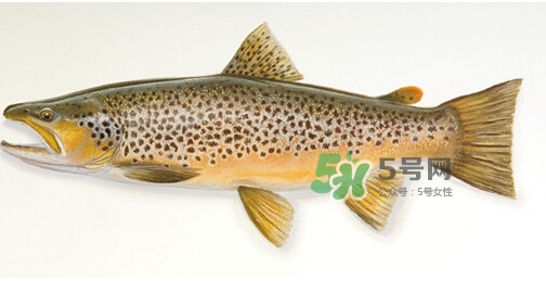 鱒魚可以生吃嗎？鱒魚是海魚還是淡水魚