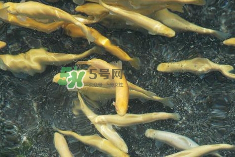 金鱒魚(yú)多少錢(qián)一斤？金鱒魚(yú)刺多嗎