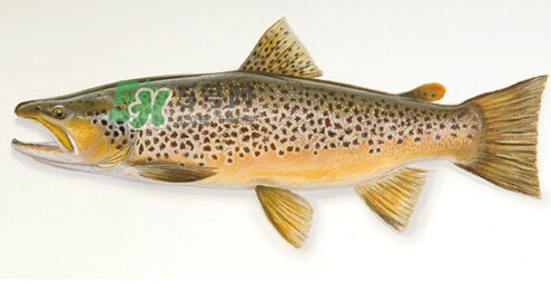 鱒魚是三文魚嗎？鱒魚是什么魚