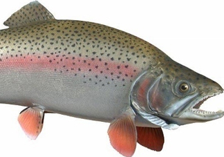 鱒魚(yú)是三文魚(yú)嗎？鱒魚(yú)是什么魚(yú)