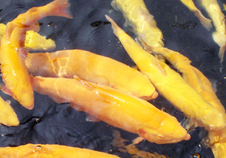 金鱒魚多少錢一斤？金鱒魚刺多嗎