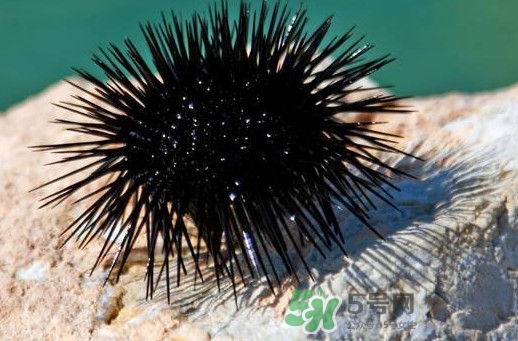 海膽可以冷凍儲存嗎？什么人不能吃海膽