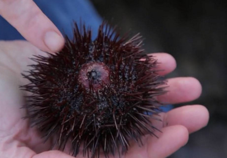 活海膽怎么殺？海膽怎么開(kāi)殼？