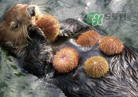 海膽是什么東西？海膽是動(dòng)物還是植物？