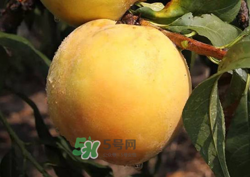 錦繡黃桃多少錢一斤？錦繡黃桃好吃嗎？