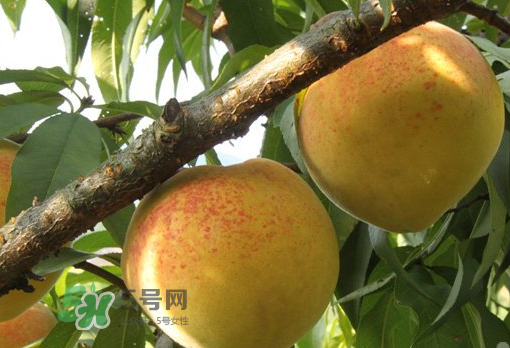 錦繡黃桃多少錢一斤？錦繡黃桃好吃嗎？