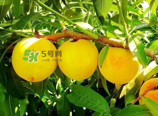 黃桃可以空腹吃嗎？空腹可以吃黃桃嗎？