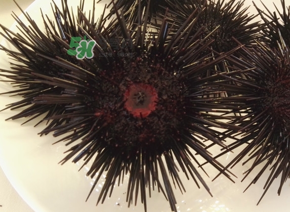 海膽貴嗎？海膽多少錢一斤？