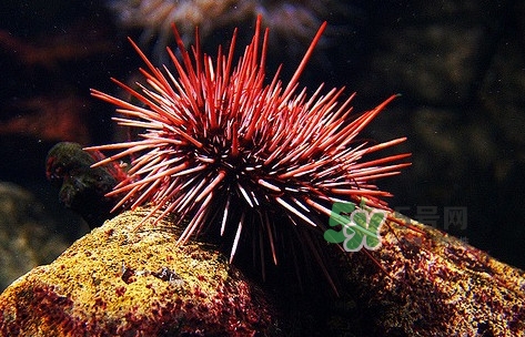 海膽是什么東西？海膽是動(dòng)物還是植物？