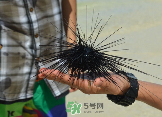 海膽是發(fā)物嗎？海膽是寒性的嗎