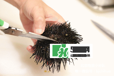 海膽怎么處理？海膽可以生吃嗎？