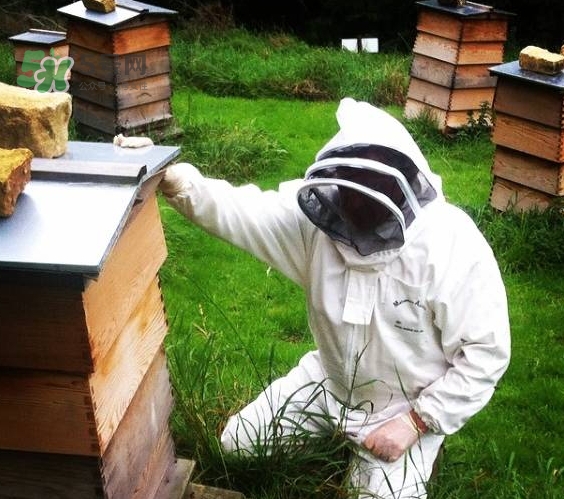 boca牙膏是什么牌子？boca牙膏多少錢哪里買？