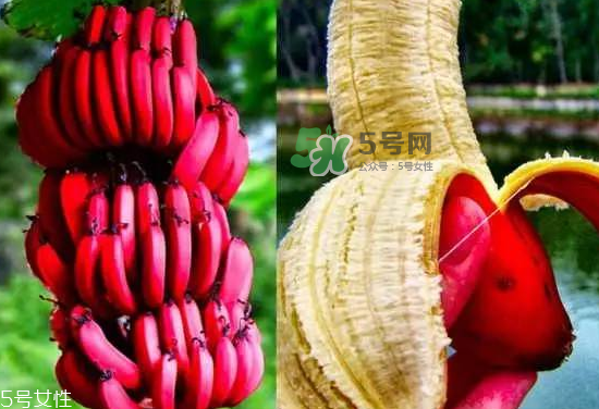 紅皮香蕉是轉(zhuǎn)基因的嗎？紅皮香蕉和一般香蕉的區(qū)別
