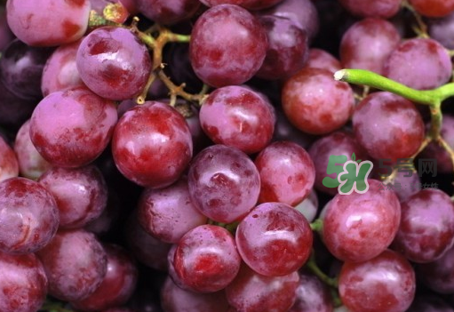 提子和西瓜能一起吃嗎？西瓜和提子能一起吃嗎？