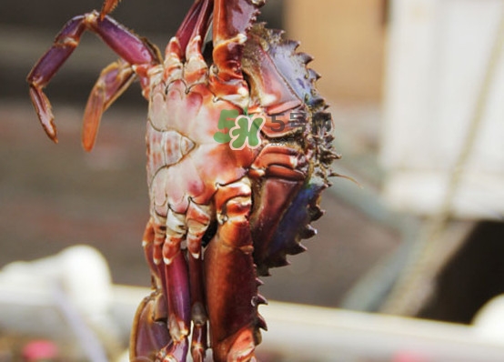 赤甲紅有母蟹嗎？赤甲紅為什么沒有母蟹？