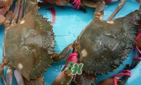 赤甲紅海蟹多少錢一斤？2017赤甲紅海蟹價格