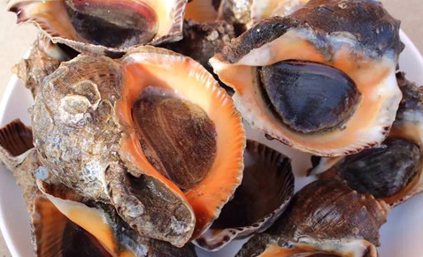 海螺有寄生蟲嗎？海螺可以生吃嗎