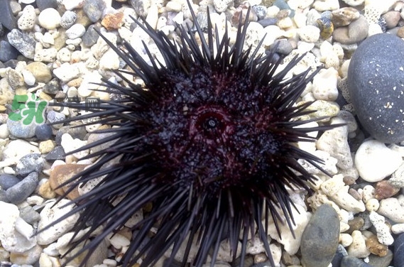 海膽是什么味道？海膽有什么營養(yǎng)價值