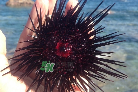 海膽怎么做好吃？買海膽怎么挑