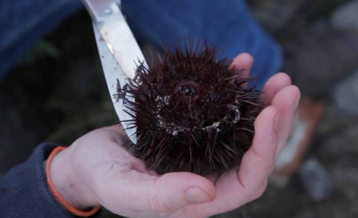 活海膽怎么殺？海膽怎么開(kāi)殼？