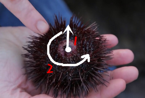 活海膽怎么殺？海膽怎么開(kāi)殼？