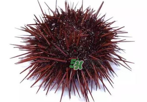 被海膽刺到怎么辦？吃海膽對身體有什么好處