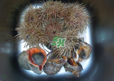 海膽死了還能吃嗎？海膽不能跟什么一起吃