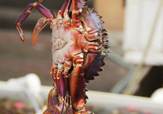 赤甲紅有母蟹嗎？赤甲紅為什么沒有母蟹？