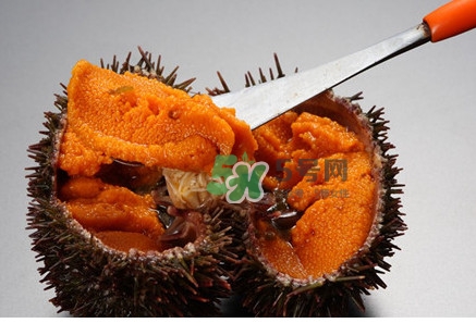 冷凍海膽黃化了能吃嗎？海膽吃多了會(huì)怎樣