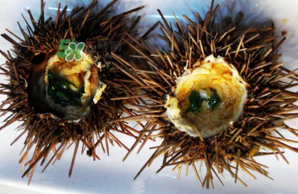 活海膽怎么保存？新鮮海膽如何保鮮