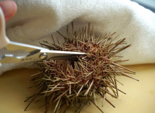 活海膽怎么殺？海膽怎么開(kāi)殼？