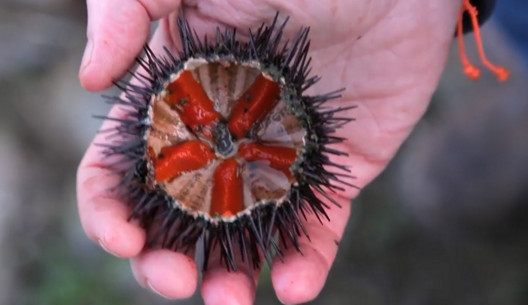 活海膽怎么殺？海膽怎么開(kāi)殼？