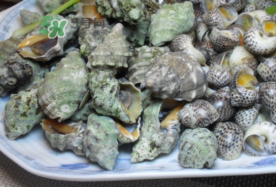 海螺怎么做好吃？海螺怎么清洗干凈