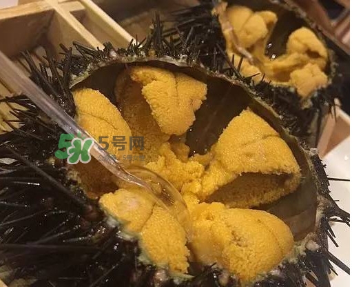 海膽貴嗎？海膽多少錢一斤？