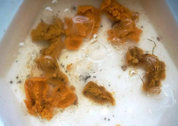 活海膽怎么殺？海膽怎么開(kāi)殼？