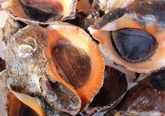 海螺有寄生蟲嗎？海螺可以生吃嗎