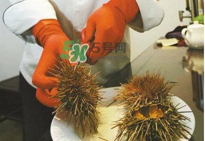 海膽是發(fā)物嗎？海膽是寒性的嗎