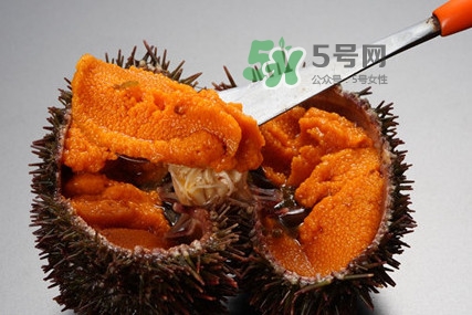 海膽怎么處理？海膽可以生吃嗎？