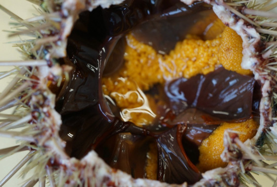 活海膽怎么殺？海膽怎么開(kāi)殼？