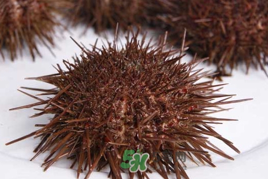 活海膽怎么保存？新鮮海膽如何保鮮