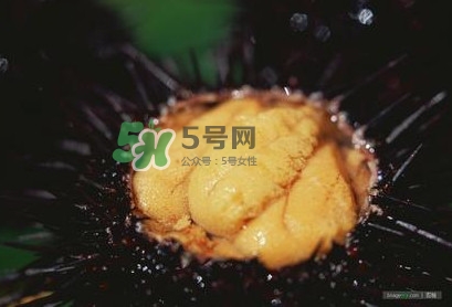 海膽是什么味道？海膽有什么營養(yǎng)價值