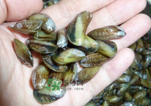 薄殼米是什么？薄殼怎么炒好吃？